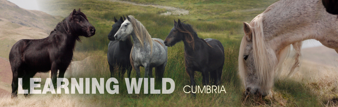 Learning Wild: Cumbria