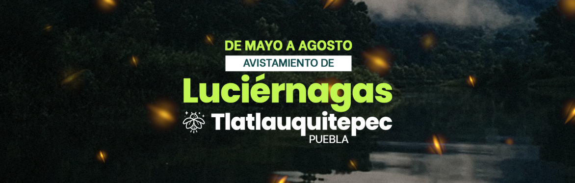 Avistamiento Luciérnagas en Tlatlauquitepec. Temporada 2026