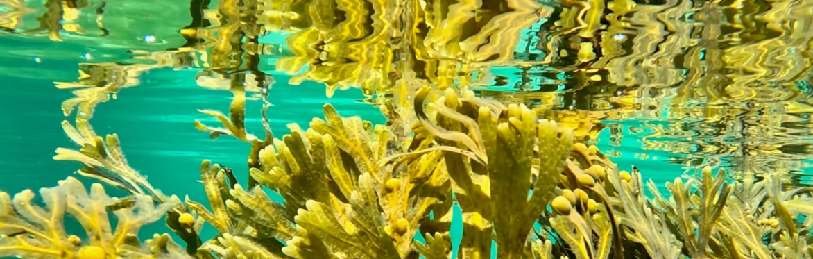 Seaweed Baths