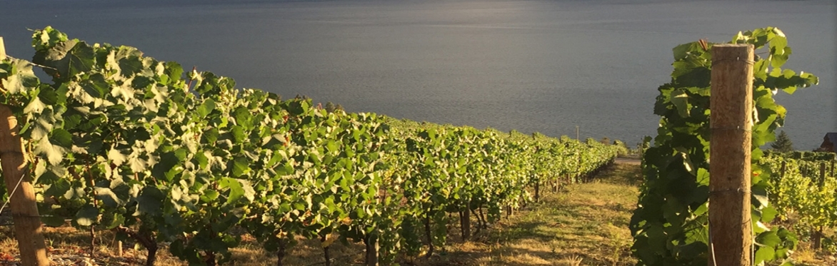 Music & Wine in the Vines