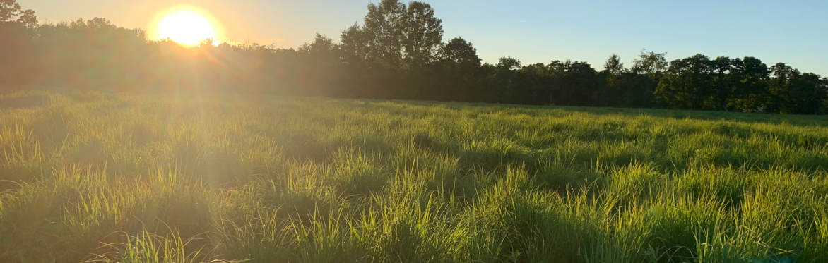 Native Warm Season Grass Pasture Walk