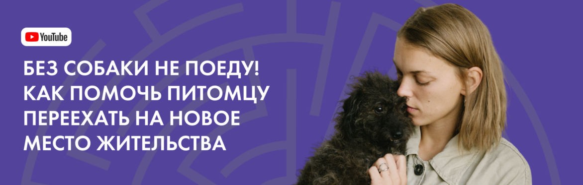 Без собаки не поеду! Как помочь питомцу переехать на новое место жительства / Лабиринт