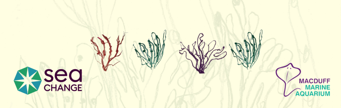 Graphic poster with two seaweed-looking squiggles on a pale yellow background. The Sea Change logo and MacDuff Marine Aquarium logo are on the bottom..