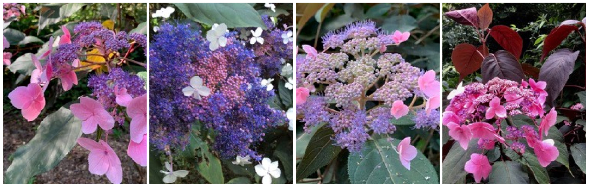 Study Day: Hydrangea Asperae at White House Farm.