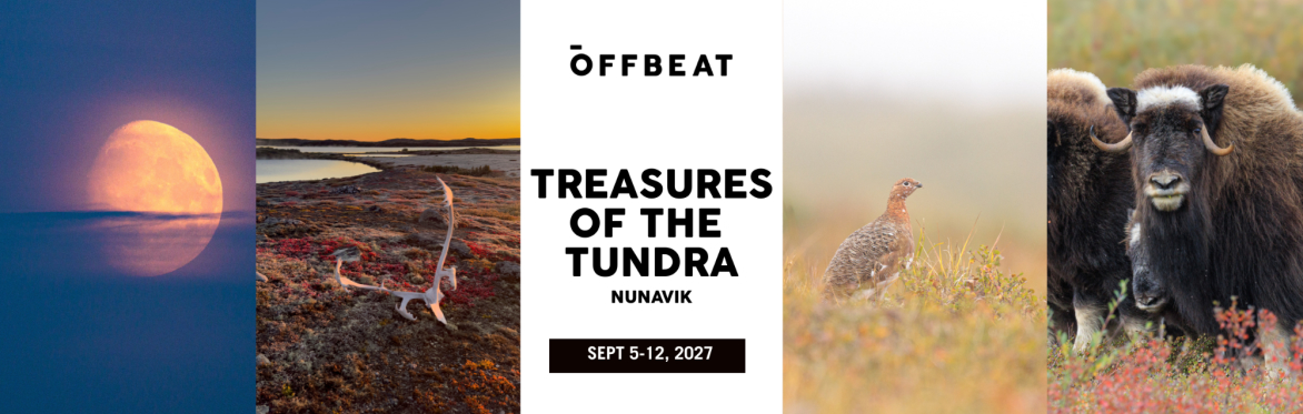 Treasures of the Tundra - Nunavik