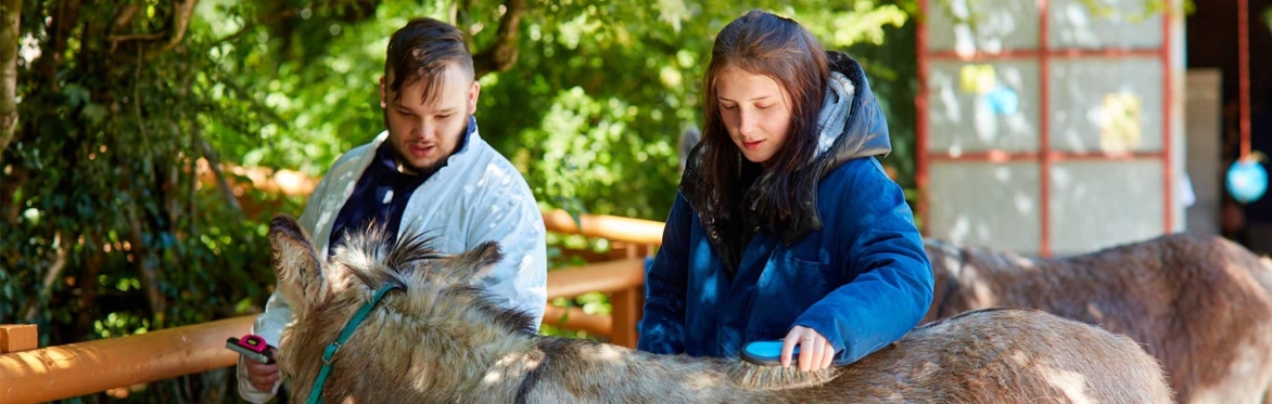 A man and a woman brush a grey and brown donkey outside on a sunny day.