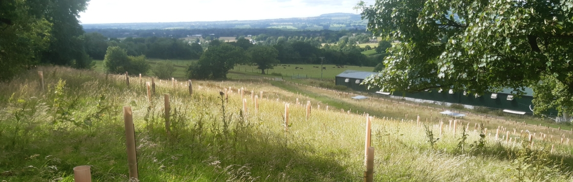 Woodland Establishment and Maintenance @ Haggs Hall, Ramsgreave