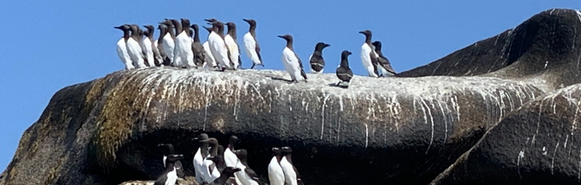 Feathers & Flippers: Scilly Seabirds and Seals