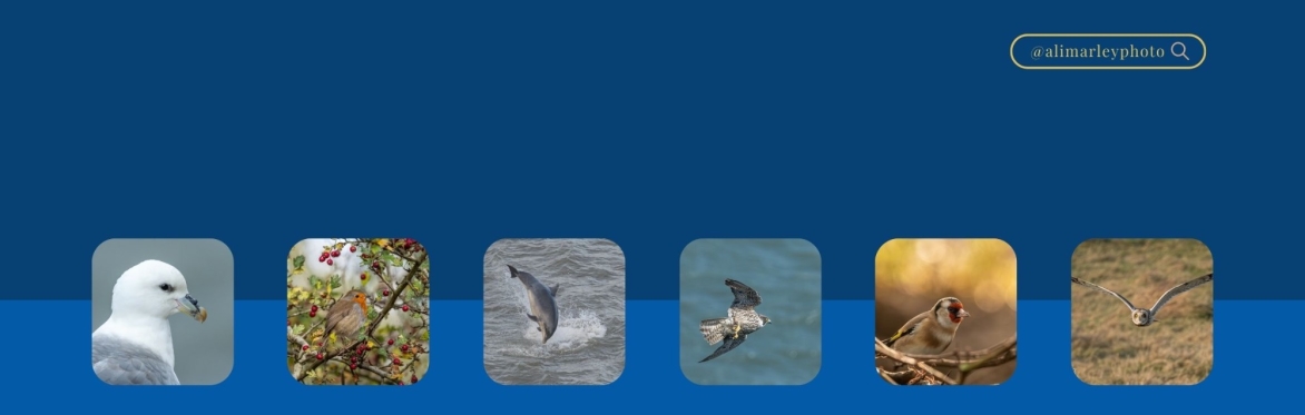 Discover the Art of Wildlife Photography - Winter Magic at Bempton Cliffs