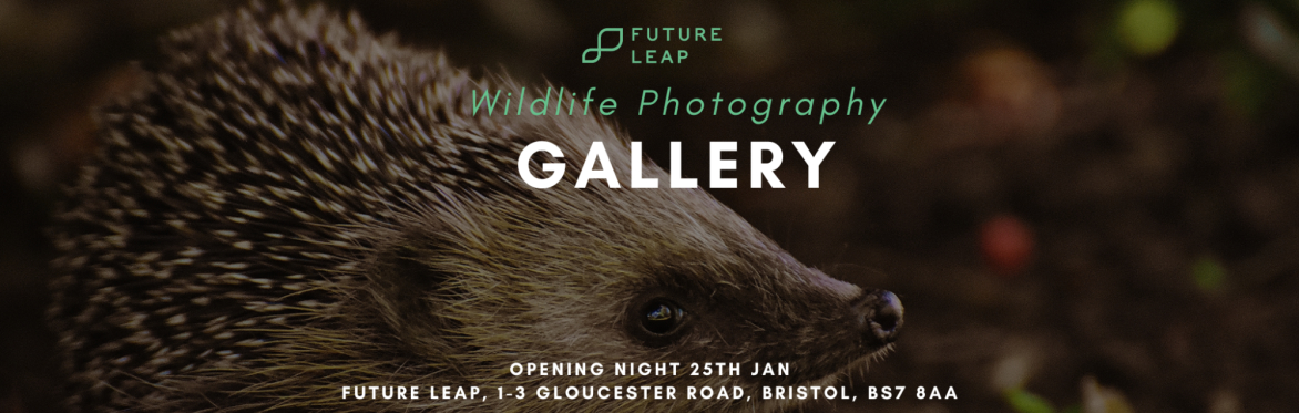Future Leap's Wildlife Photography Gallery
