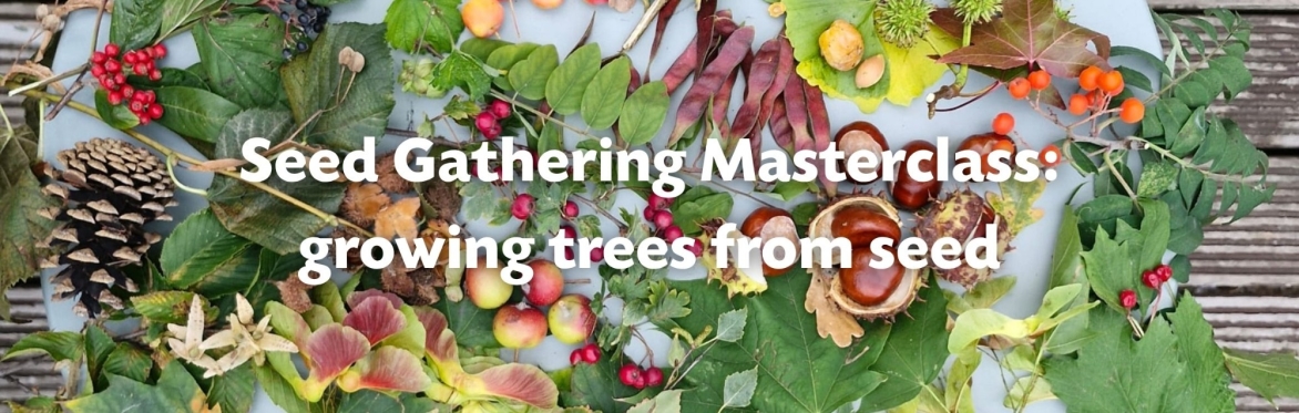 Seed Gathering Masterclass: Growing trees from seed