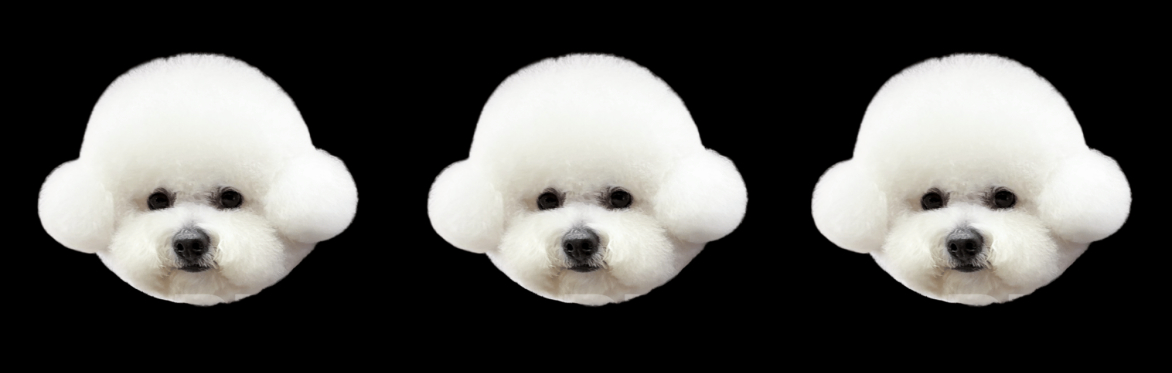 three rotating bichon heads