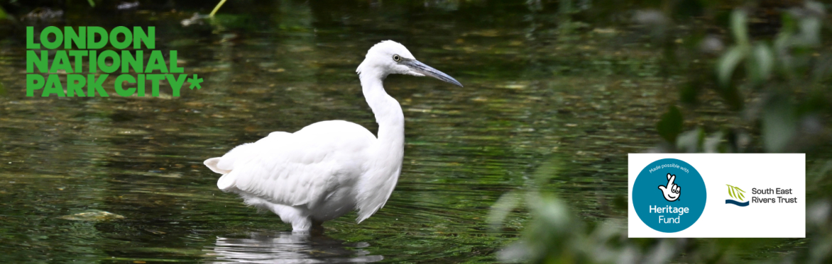 An Egret on the River Wandle