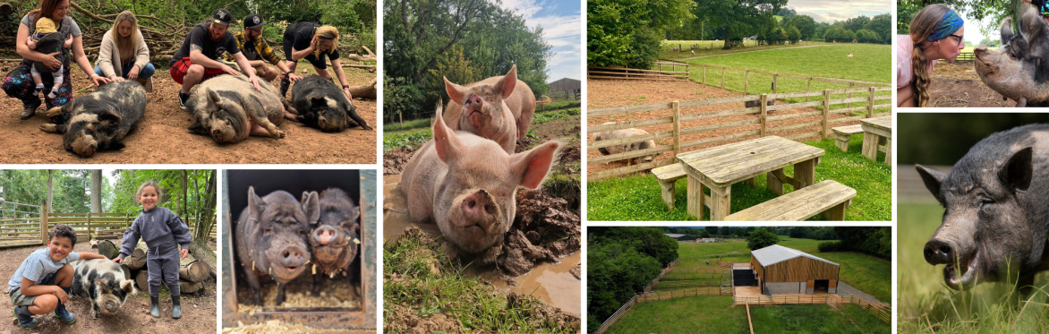 'Pig'nic Experience