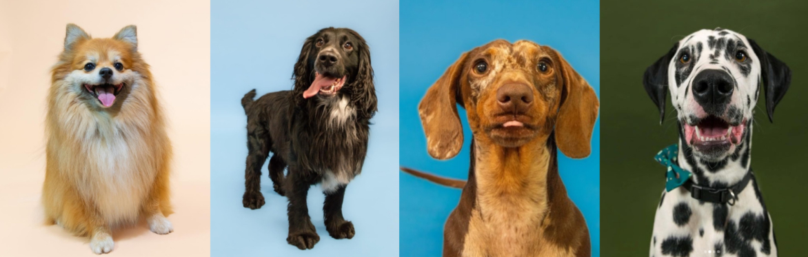 Dogs of GRASAC Calendar