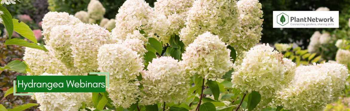 Hydrangea as garden plants in the UK Part 2