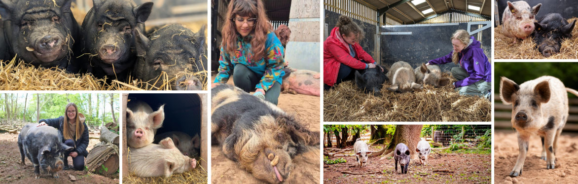 Winter Pig Experience