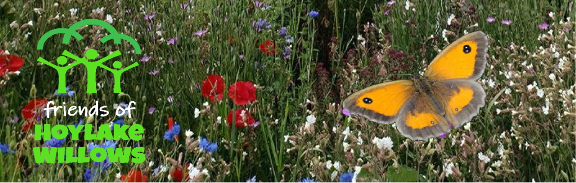 Gatekeeper Butterfly feeding on flowers