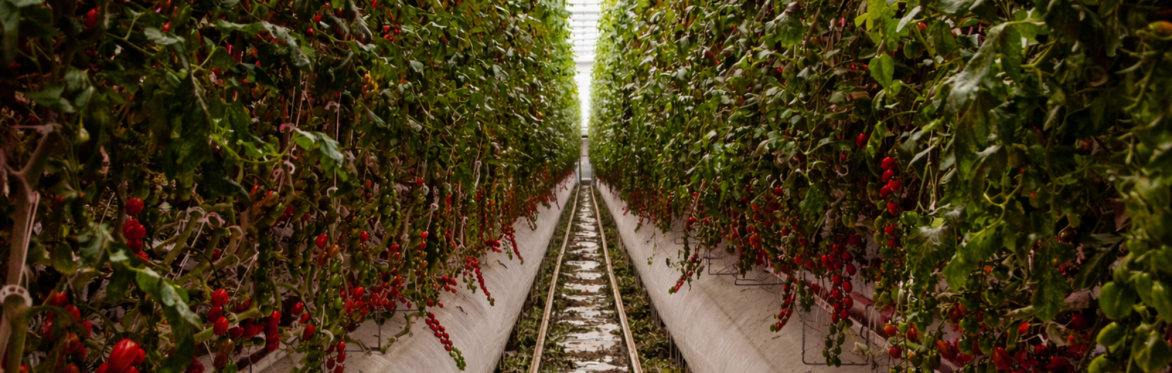 CEA & Indoor Farming 2027