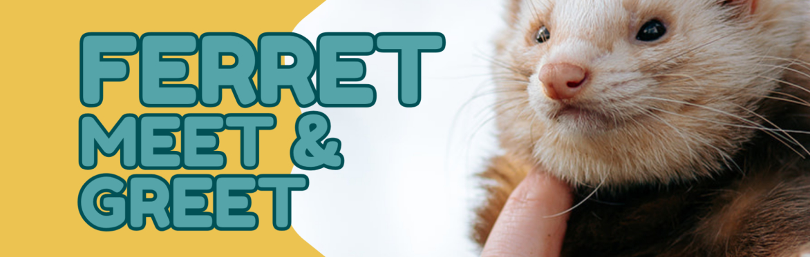 Ferret Meet and Greet