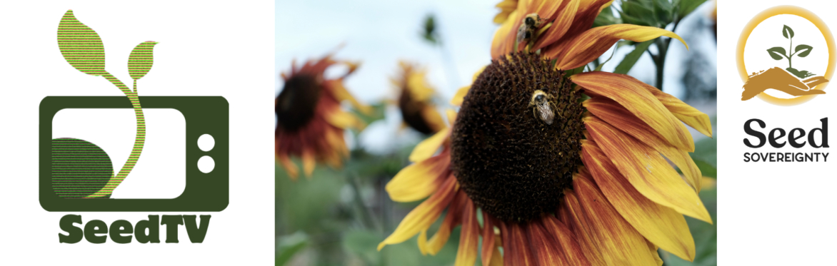 Bees foraging on an orange and yellow sunflower