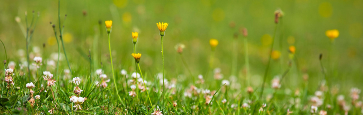 A close up of yellow and white flowers in the grass