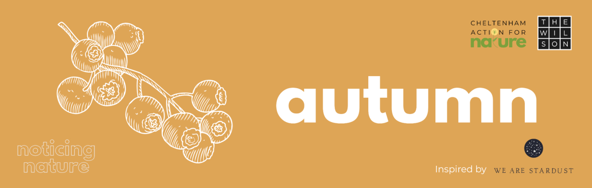 Noticing Nature at The Wilson – Autumn Sessions