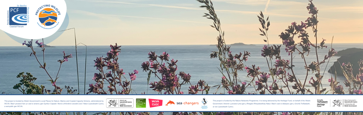 Pembrokeshire Marine Code event - Flora & Fauna| Digwyddiad Cod Morol Sir Benfro -  Flora a Ffawna