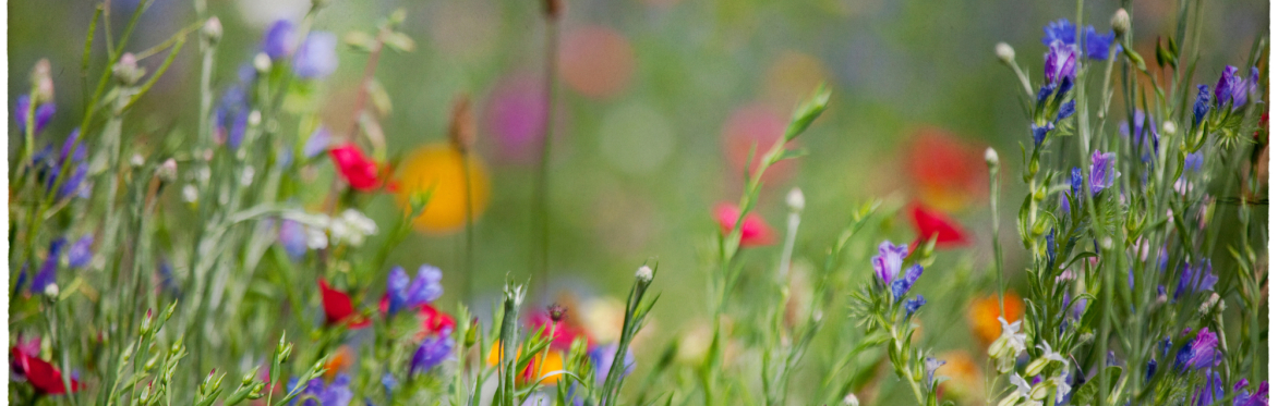 Practicing kindness in Nature