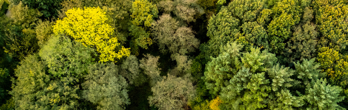 Volunteer day: Woodland Survey at Parkview
