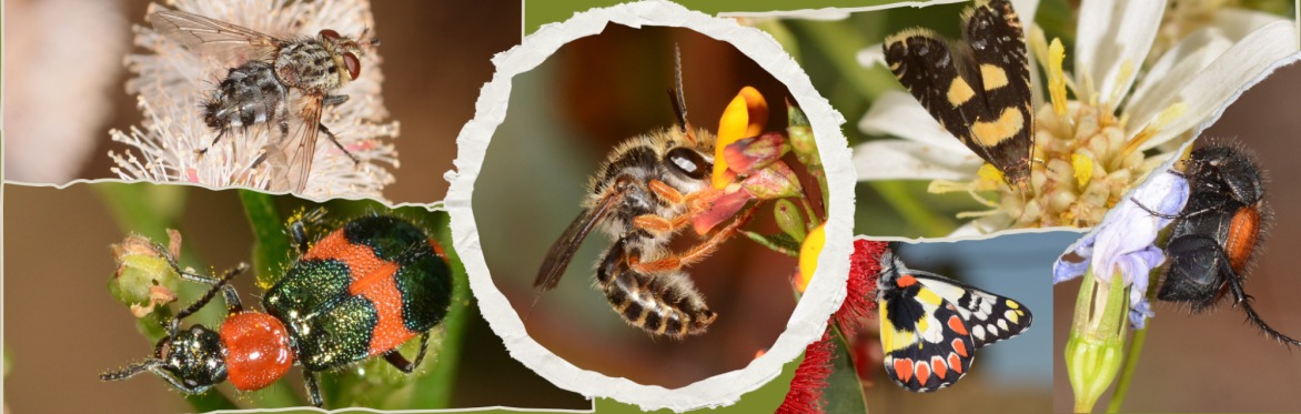 Kennett River: Native Pollinators and Beneficial Insects of the Otways