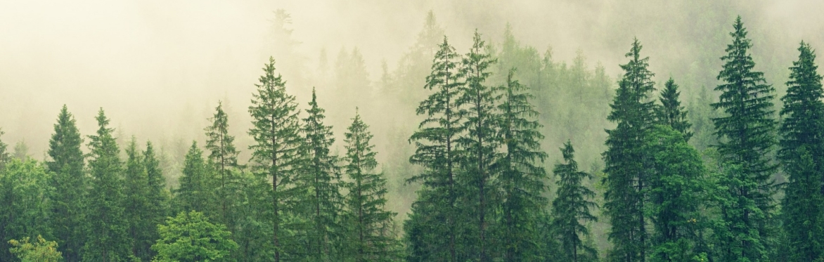 Digital Preservation and Environmental Impact