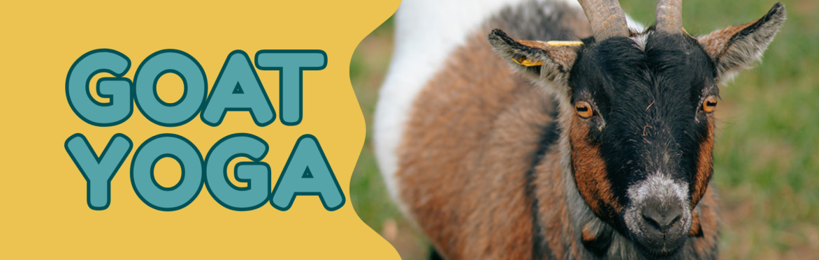 Goat Yoga