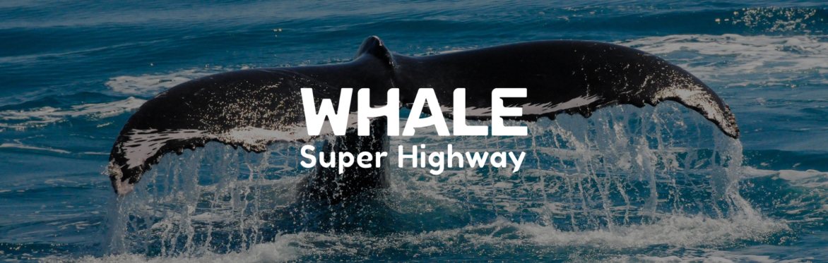 Whale Super Highway