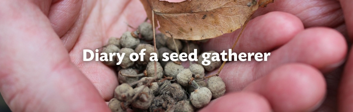 Seed Gathering Season: Diary of a seed gatherer