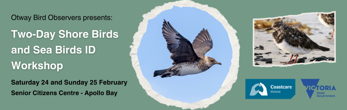 Bird ID Course:  Discover the shore-birds and sea-birds of the Otway Coast