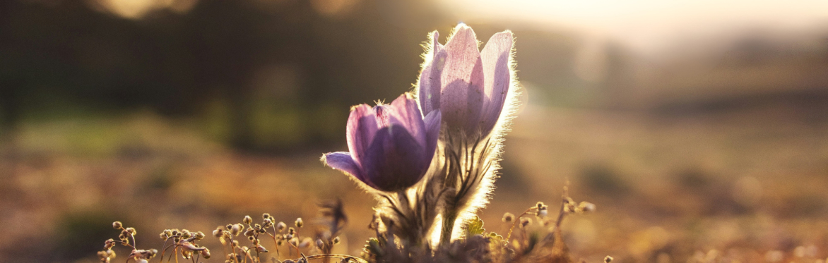 The Silence of Presence: awakening our subtle senses (one-day Lenten retreat)