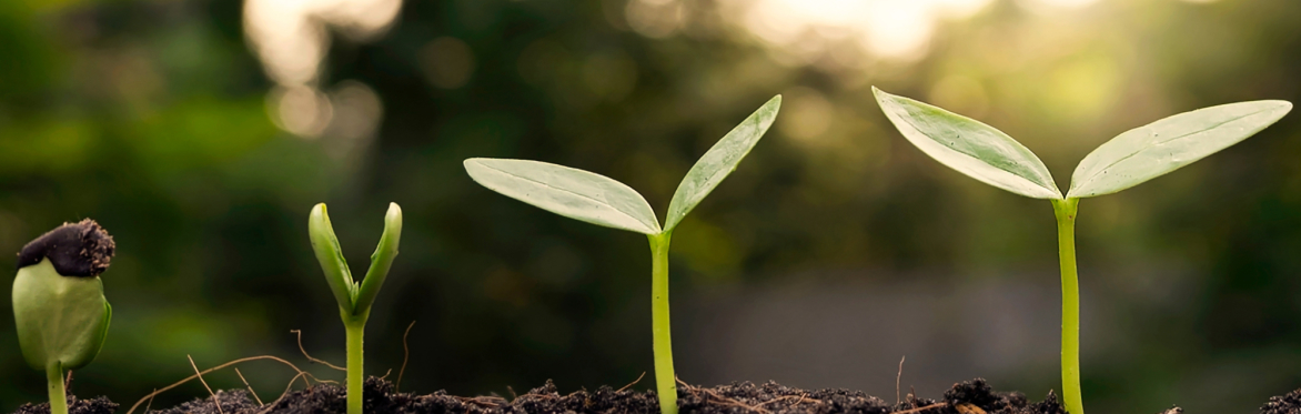 Banner with a background of growing plants lit by sunlight
