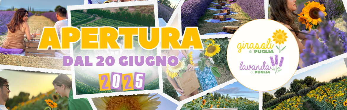 Girasoli da bouquet (colorati) 🌻 e Lavanda🪻di Puglia 25'- Biglietti con date, orari e degustazioni 🧺🍷 al tramonto 🌅