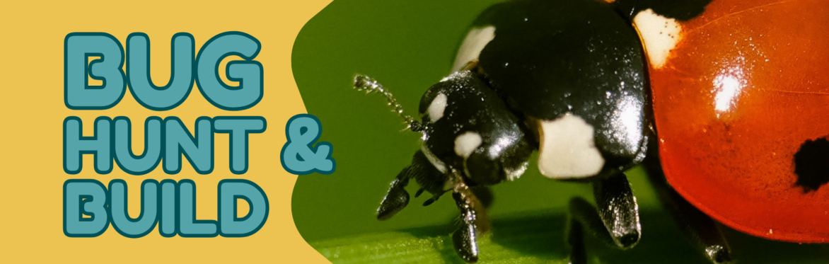 Bug Hunt & Build