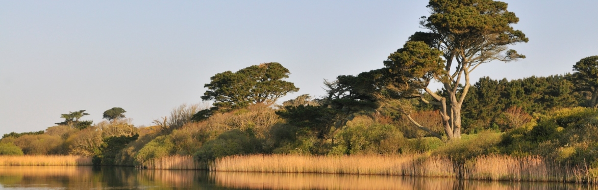 Wild Tresco