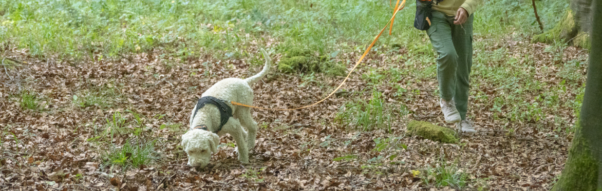 The UK Truffle Dog Championships 2026