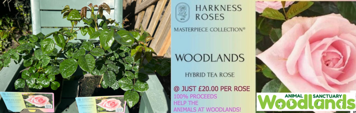 The Woodlands Rose