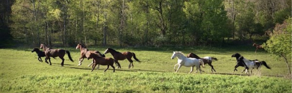 One-Hour Western Horseback Trail Ride - up to 6 per trail