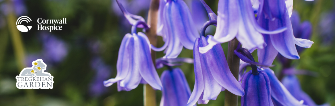 Spring Open Garden at Tregrehan