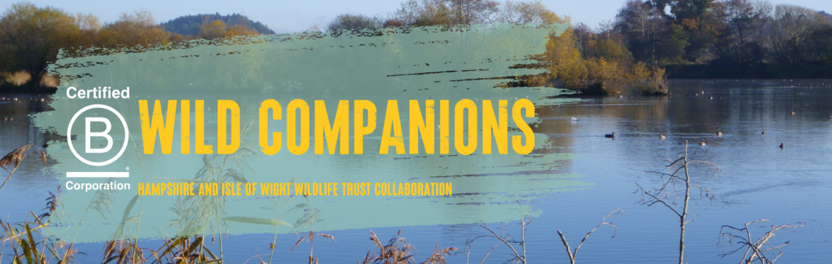 Wild Companions | A Hampshire and Isle Wight Wildlife Trust & B Local Collaboration