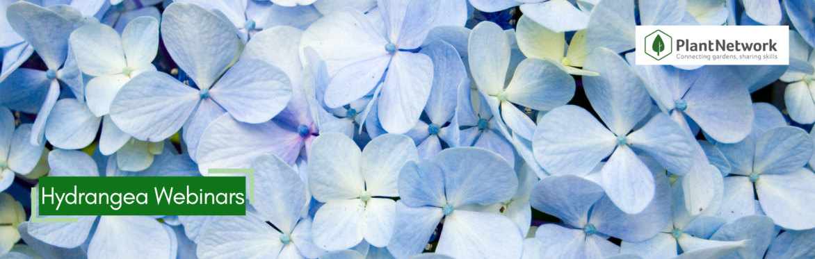Introduction to Hydrangea