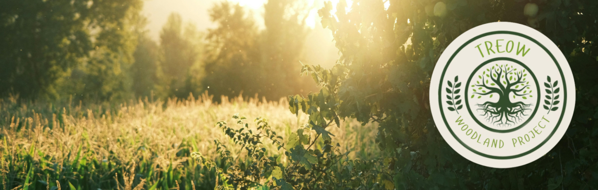 Summer Solstice Gathering