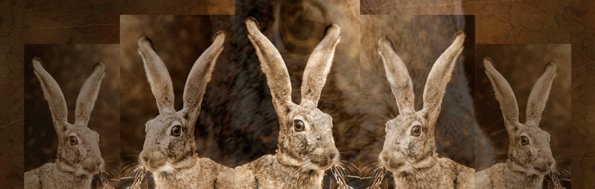 Shapeshifters and Magical Animals