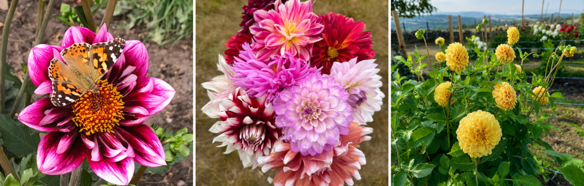Pick Your Own Dahlias 🌸Dahlia Patch at Heaton House Farm